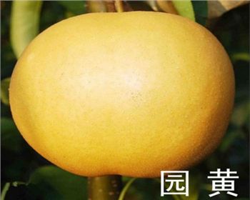 河南梨樹苗[園黃梨]